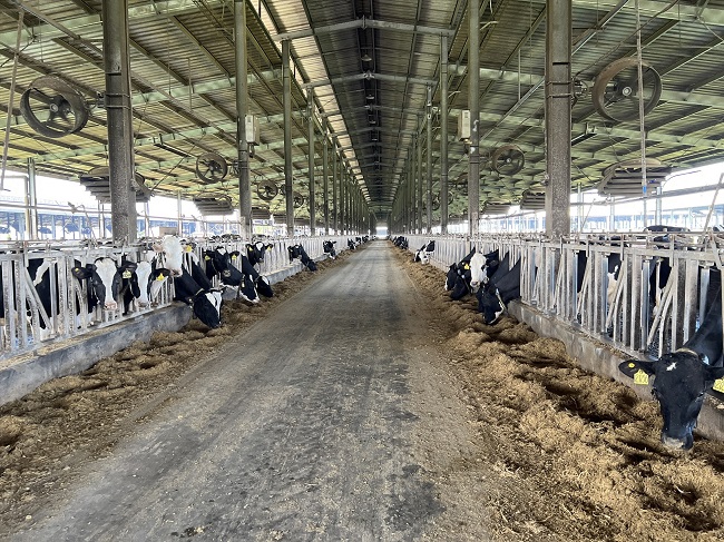 Trang trại bò sữa Phú Yên vừa mới bị xử phạt tổng cộng 560 triệu vì các hành vi vi phạm về môi trường.